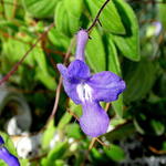 Streptocarpus - Drehfrucht