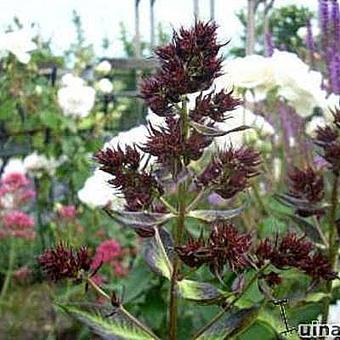 Phlox paniculata 'Midnight Feelings'