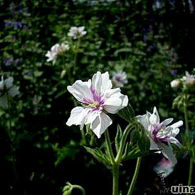 Geranium pratense 'Algera Double' - 