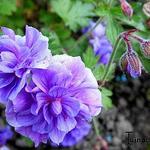 Geranium himalayense 'Plenum' - 