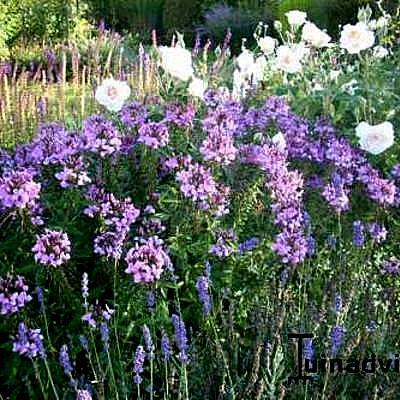 Cleome 'Senorita Rosalita' - 