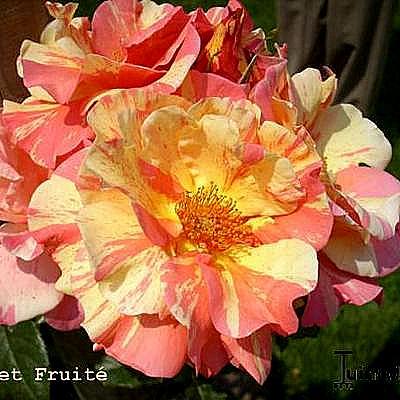 Rosa 'Sorbet Fruité' - 