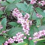 Persicaria campanulata 'Rosenrot' - 