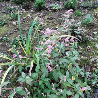 Persicaria campanulata 'Rosenrot'