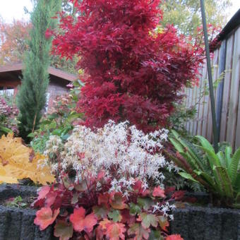 Acer palmatum 'Shaina'