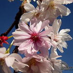 Prunus x subhirtella 'Autumnalis' - Prunus x subhirtella 'Autumnalis'