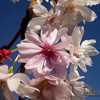 Prunus x subhirtella 'Autumnalis'