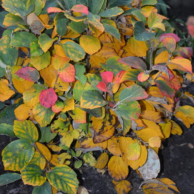 Grosser Federbuschstrauch - Fothergilla major