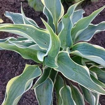 Hosta 'Valley's Paparazzi'