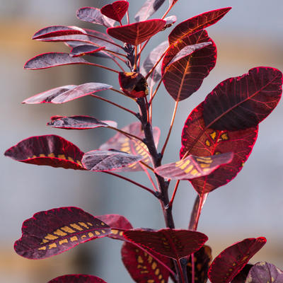 Cotinus coggygria 'Royal Purple' - Cotinus coggygria 'Royal Purple'