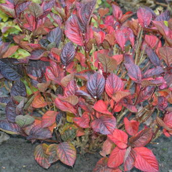 Hydrangea macrophylla 'Merveille Sanguine'