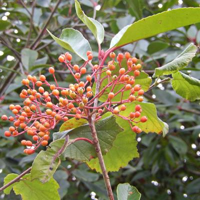 Photinia x fraseri 'Red Robin' - Photinia x fraseri 'Red Robin'