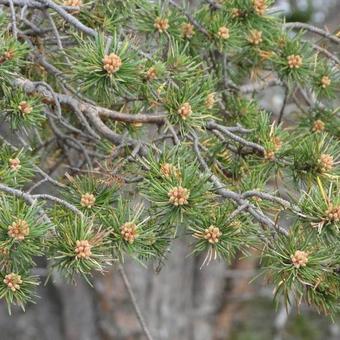 Pinus sylvestris