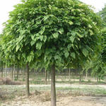 Catalpa bignonioides 'Nana' - 