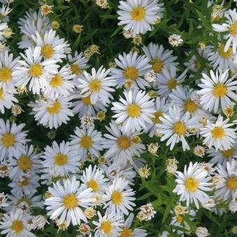 Aster novi-belgii 'Oktoberschneekuppel'