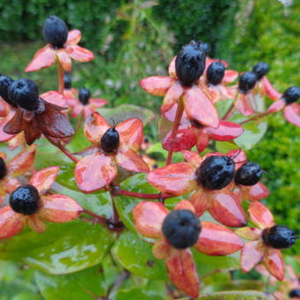 Hypericum x inodorum