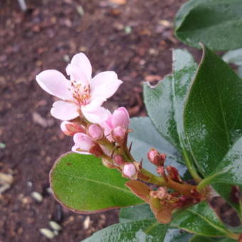 Rhaphiolepis indica 'Pink Cloud'