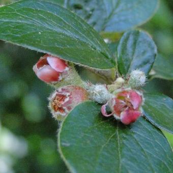 Cotoneaster dielsianus