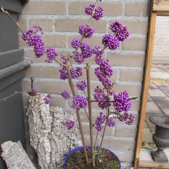 Callicarpa bodinieri 'Profusion'