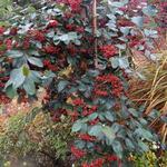 Cotoneaster glaucophyllus - Blaugrüne Zwergmispel