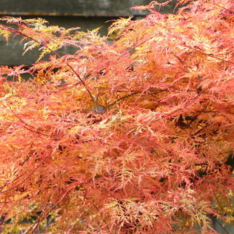 Acer palmatum 'Emerald Lace'