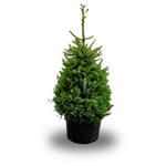 Picea omorika - 