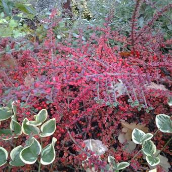 Cotoneaster horizontalis