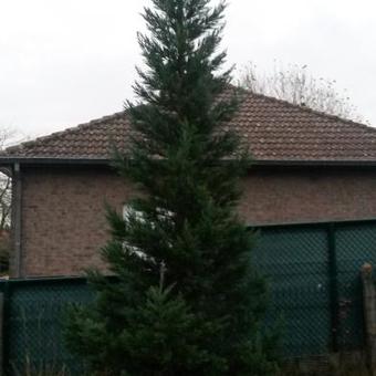 Sequoiadendron giganteum 'Pygmaeum'