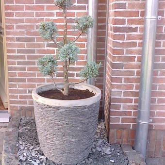 Cupressus arizonica 'Fastigiata Aurea'