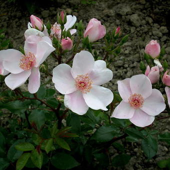 Rosa 'Astronomia'