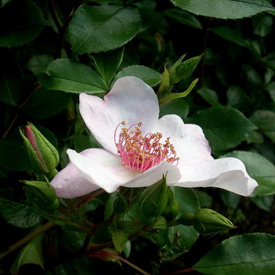 Rosa 'Astronomia' - 