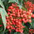 Nandina domestica