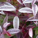 Leucothoe keiskei ‘Burning Love' - 