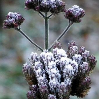 Verbena bonariensis