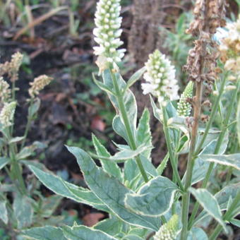 Veronica longifolia 'Charlotte'