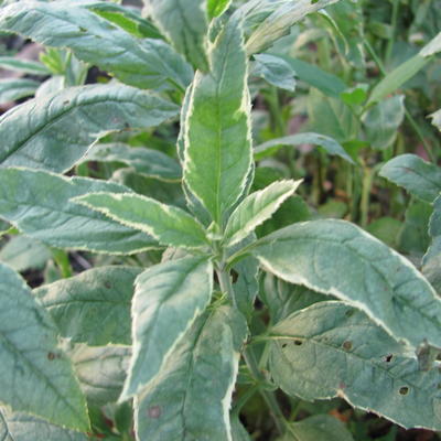 Veronica longifolia 'Charlotte'