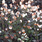 Symphoricarpos x doorenbosii 'Magical Galaxy' - 