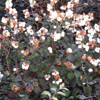 Symphoricarpos x doorenbosii 'Magical Galaxy'