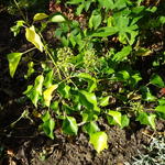 Hedera colchica 'Fall Favourite' - 