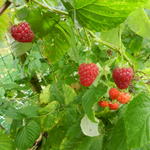 Rubus idaeus ´Zefa Herbsternte´ - 