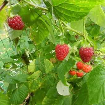 Rubus idaeus ´Zefa Herbsternte´