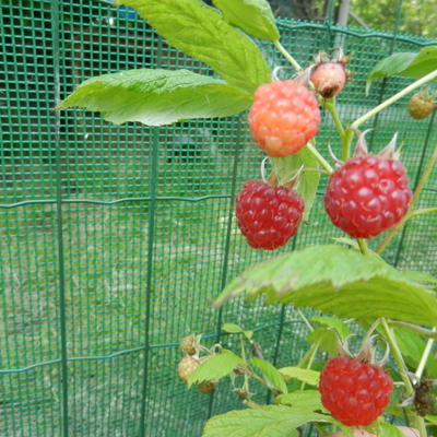 Rubus idaeus 'Aroma Queen'