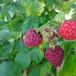 Rubus idaeus 'Himbo top' - 