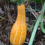 Cucurbita andreana  - 