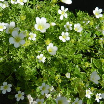 Saxifraga x arendsii 'White Pixie'