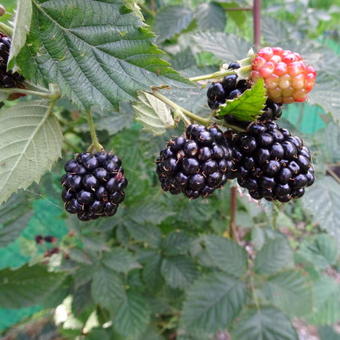 Rubus fruticosus 'Navaho'