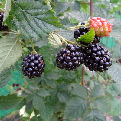 Rubus fruticosus 'Navaho' - Rubus fruticosus 'Navaho'