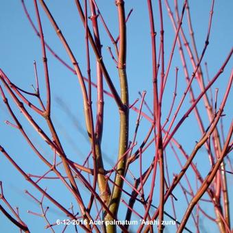 Acer palmatum 'Asahi zuru'