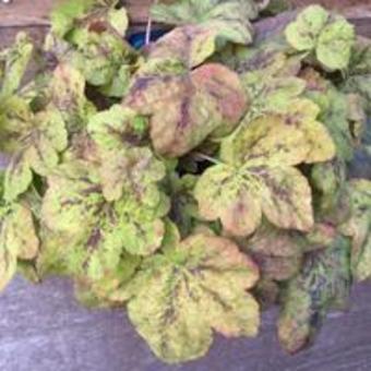 X Heucherella 'Yellowstone FALLS'