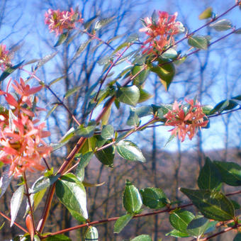 Abelia x grandiflora